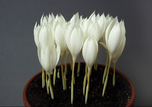 Crocus vallicola